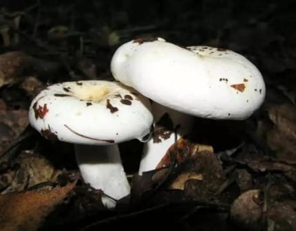 ,   Lactarius vellereus 